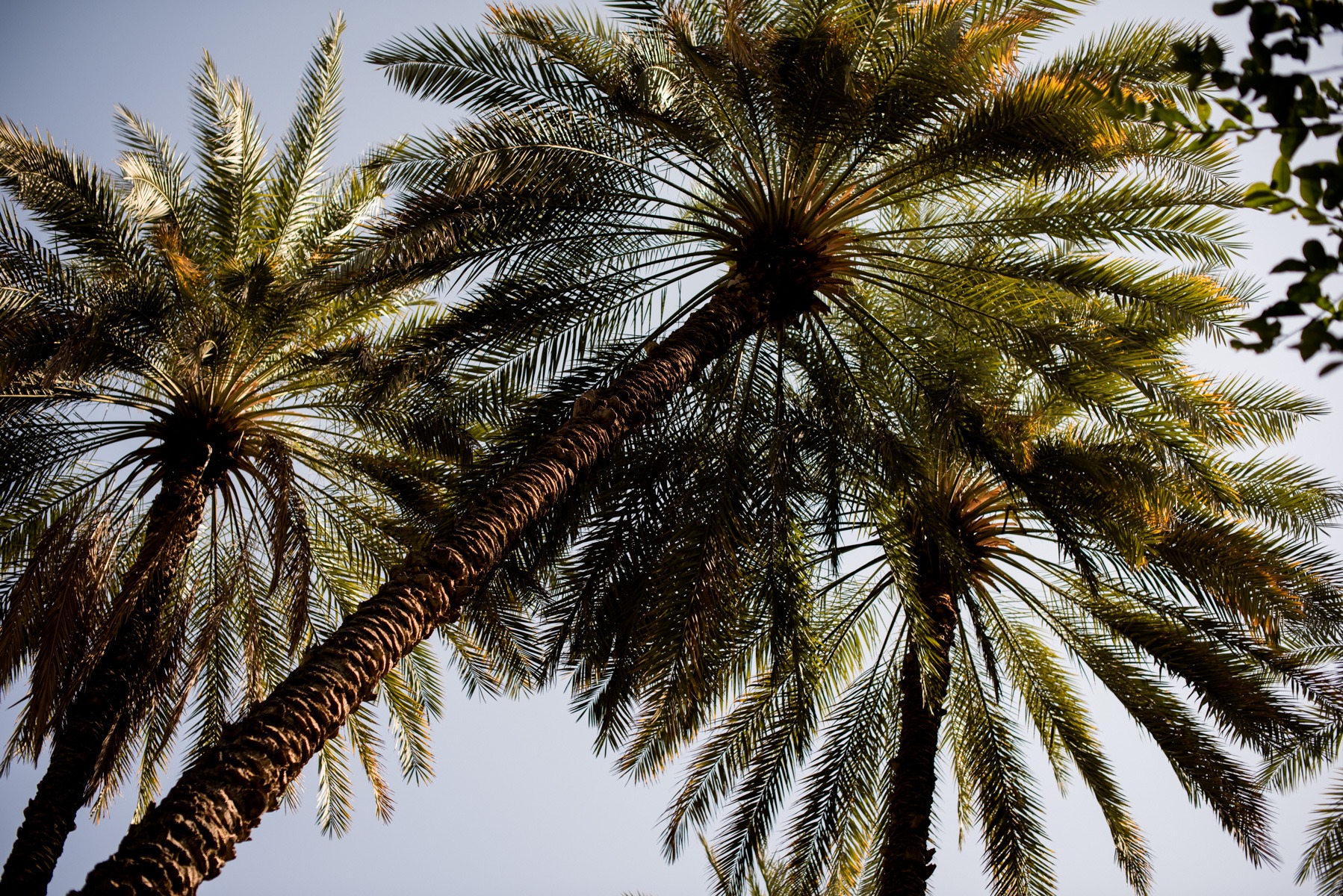 palmiers à oman
