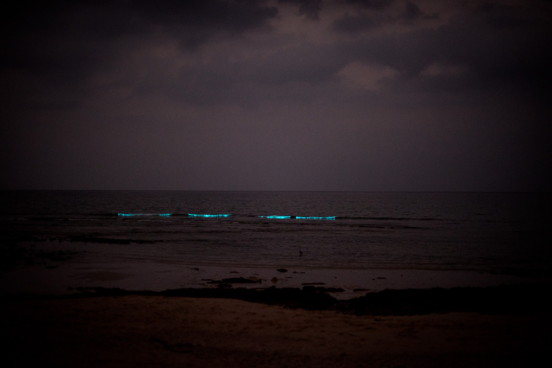 vagues phosphorescentes à oman